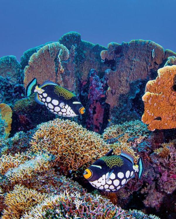 Pristine Paradise Dive Resort Una Una Pulau Unauna Exterior foto